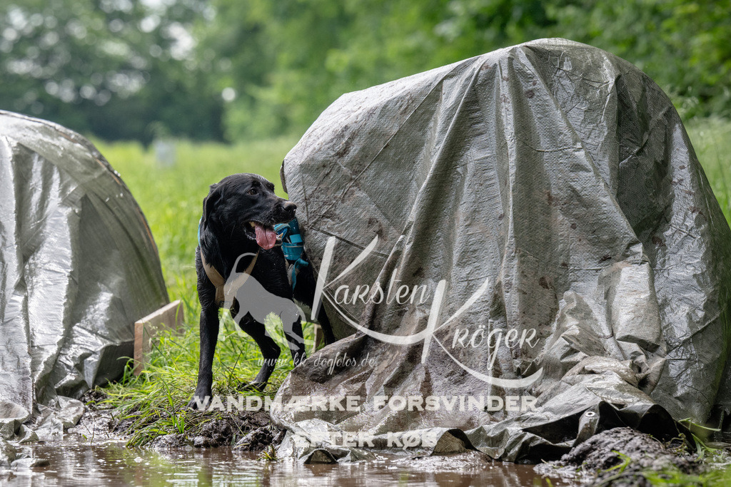 0959_ZZ92474 | kk-dogfotos