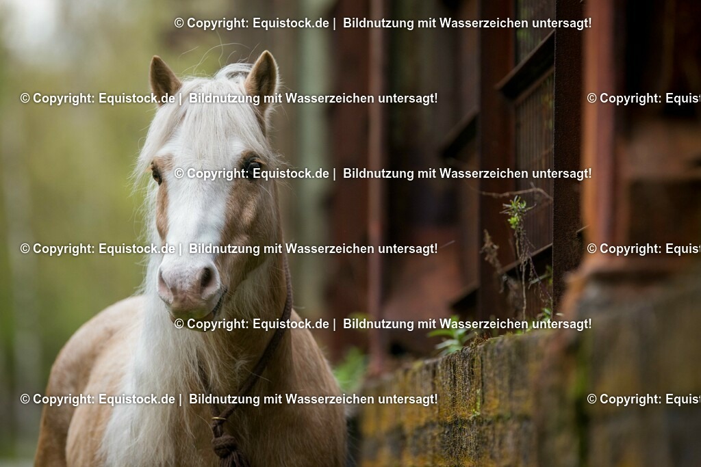 160415_Palomino_Pony_in_Industrieanlage_0005 | Foto: Thomas Hartig