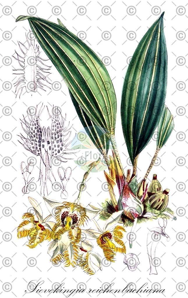 HistAbb_EMP_109026_SRC_Sturm_FLORAD_SIMPLE | Historische Abbildung von Sievekingia reichenbachiana - Orchidaceae | Historical Illustration of Sievekingia reichenbachiana - Orchidaceae