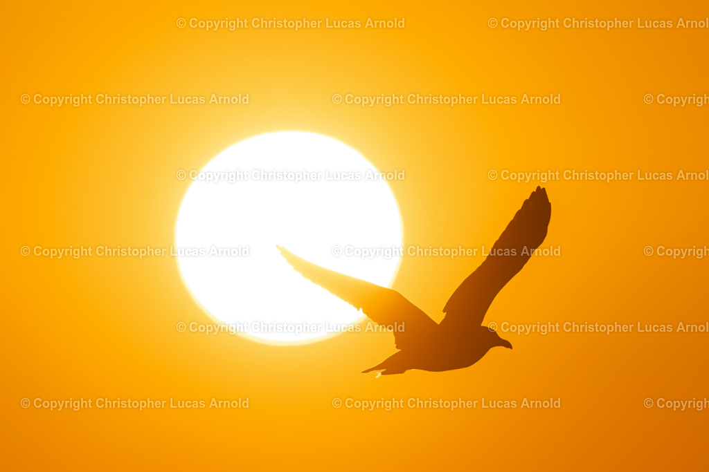 Möwe im Sonnenaufgang | bildkomponist - Realisiert mit Pictrs.com
