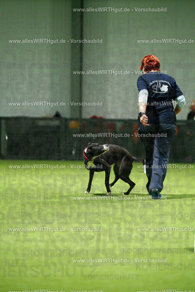 7R507362 | Professionelle Tierfotografie in Mönchengladbach von Daniel Wirth (allesWIRTHgut). Liebevolle & natürliche Bilder von Hunden & Katzen für unvergessliche Erinnerungen.