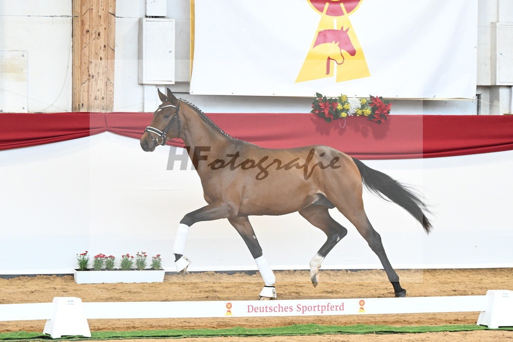 Kat-Nr. 56 Va Pensiero x Desperados_Gestuet Greim_43230812 | hf-fotografie - Realisiert mit Pictrs.com
