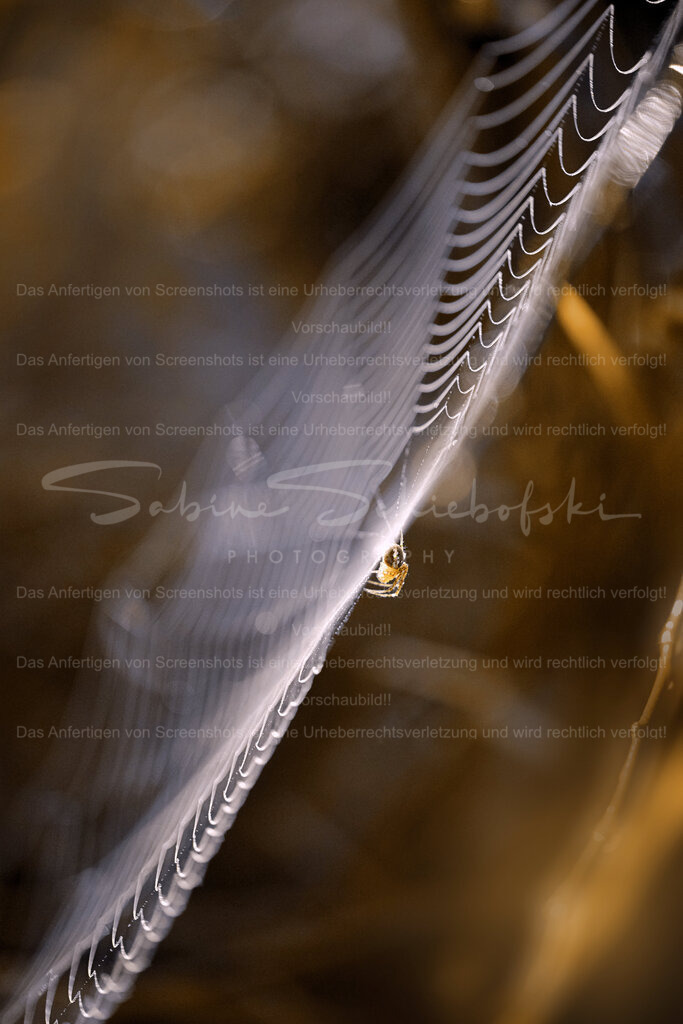 Filigrane Webarbeiten | Ein Spinnennetz von der Seite mit Spinne in der Mitte vor einem warmen, braunen Hintergrund - Realisiert mit Pictrs.com