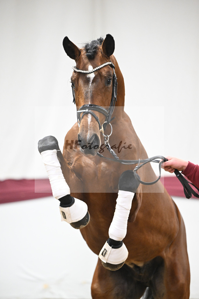 Kat-Nr. 44 Va Bene x Monte Bellino_Alfred Kohn_47251538 | hf-fotografie - Realisiert mit Pictrs.com