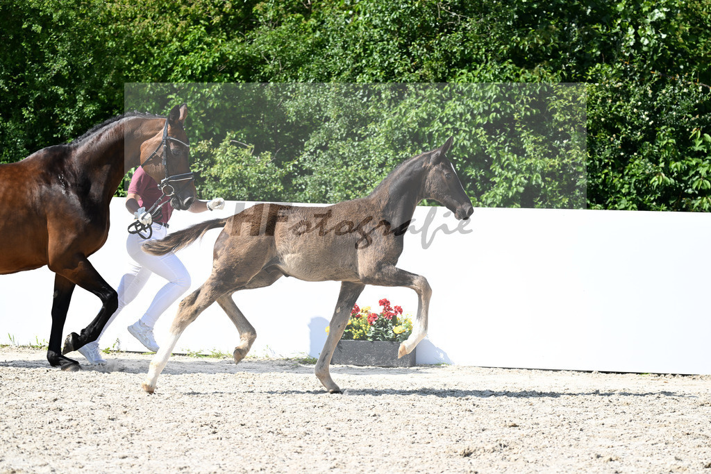 Escamillo x San Amour I_HF_160325_ZG Fink-Deichner Gantner_13251772 | hf-fotografie - Realizzato con Pictrs.com