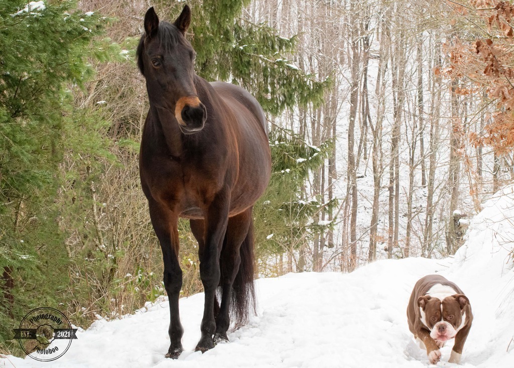 Lieblingsbilder_Photoboo_30 | Pferde- und Hundefotografie in Köln und Umgebung von Vanessza Csuka - Realisiert mit Pictrs.com