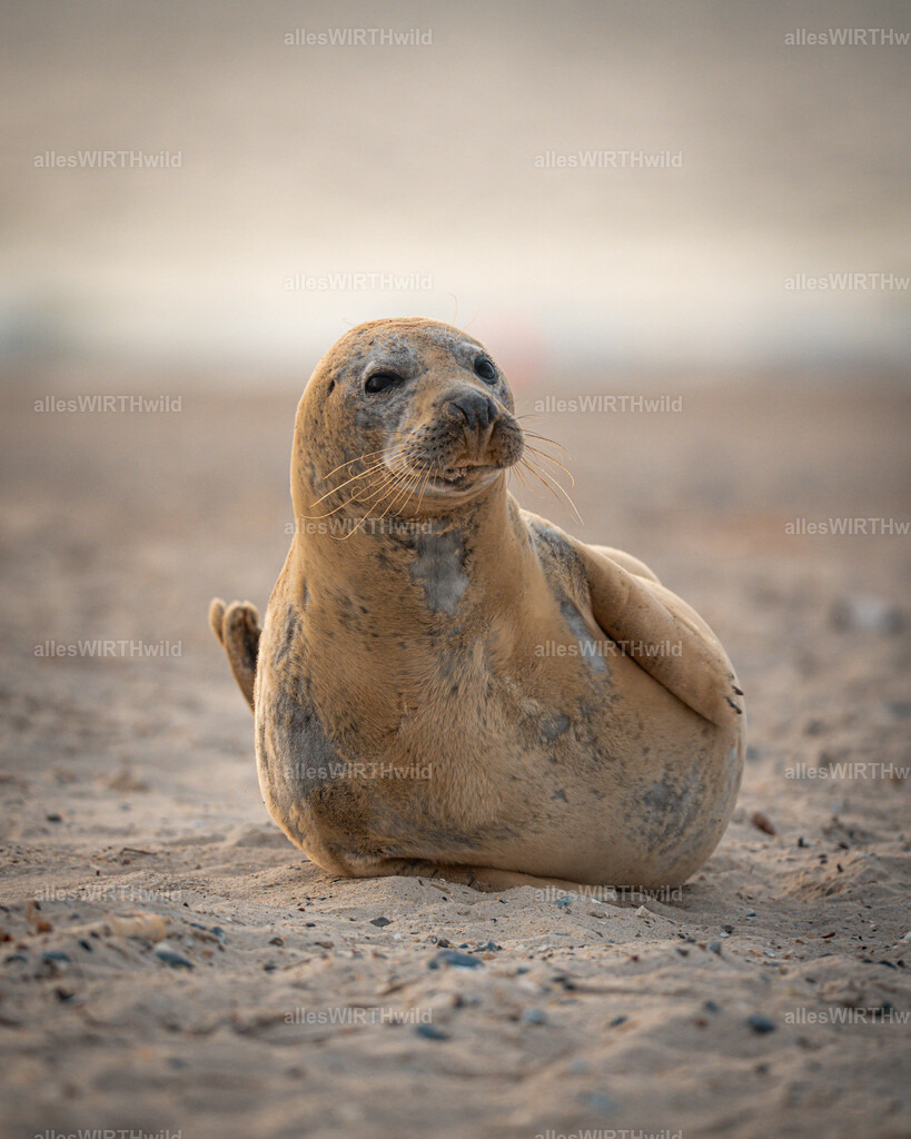 allesWIRTHwild.de - 7IV06573 | Entdecke die faszinierende Welt der Natur- und Wildlife-Fotografie von Daniel und Bärbel. Inspirierende Bilder von wilden Tieren und kleinen Naturwundern.