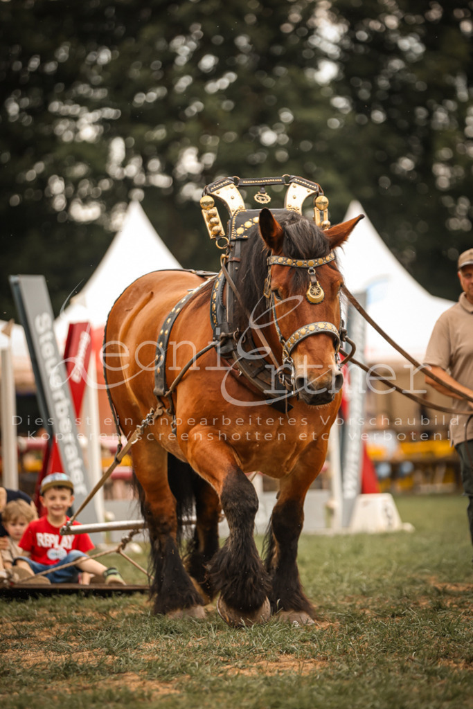 SaShow00006 | Leoni Ertmer Photography - Realisiert mit Pictrs.com