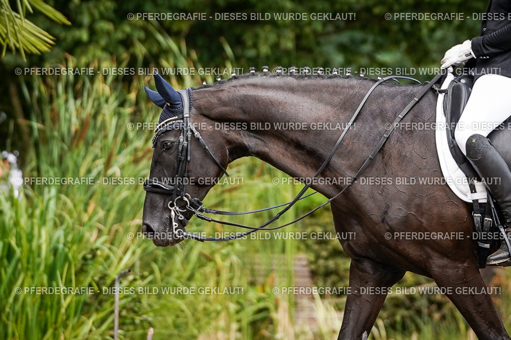 DSC03628 | Pferdegrafie