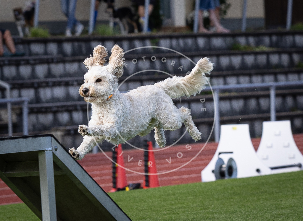 Pfotenfotografie_DV3A0328 | Hundefotografie, Tierfotograf, Pfotenfotografie, Fotoshooting Hund, Hunde Portrait, Hundesport, Hundeportraits, Heideshooting, Hunde, Sportfotograf, Hundefotograf, Turnierhundsport, THS,  - Realisiert mit Pictrs.com