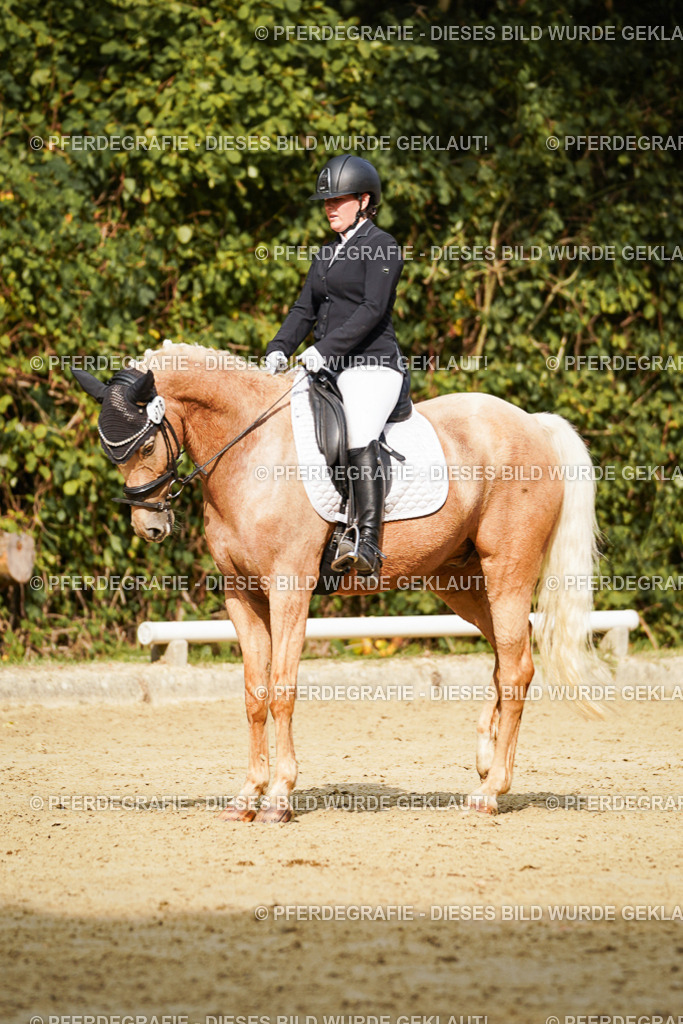 DSC03278 | Pferdegrafie