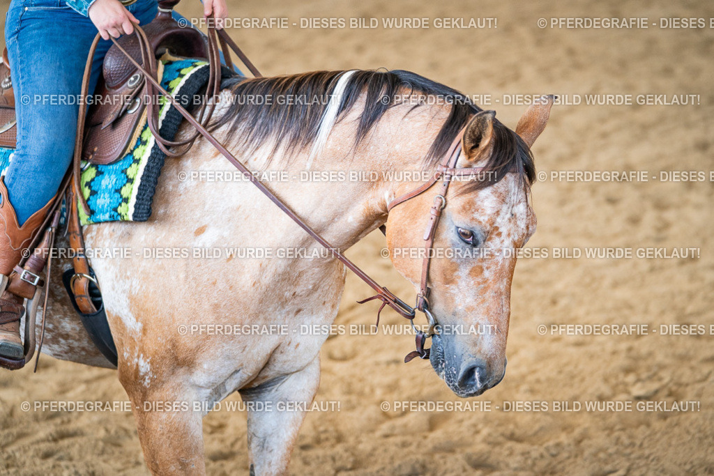 DSC03535 | Pferdegrafie