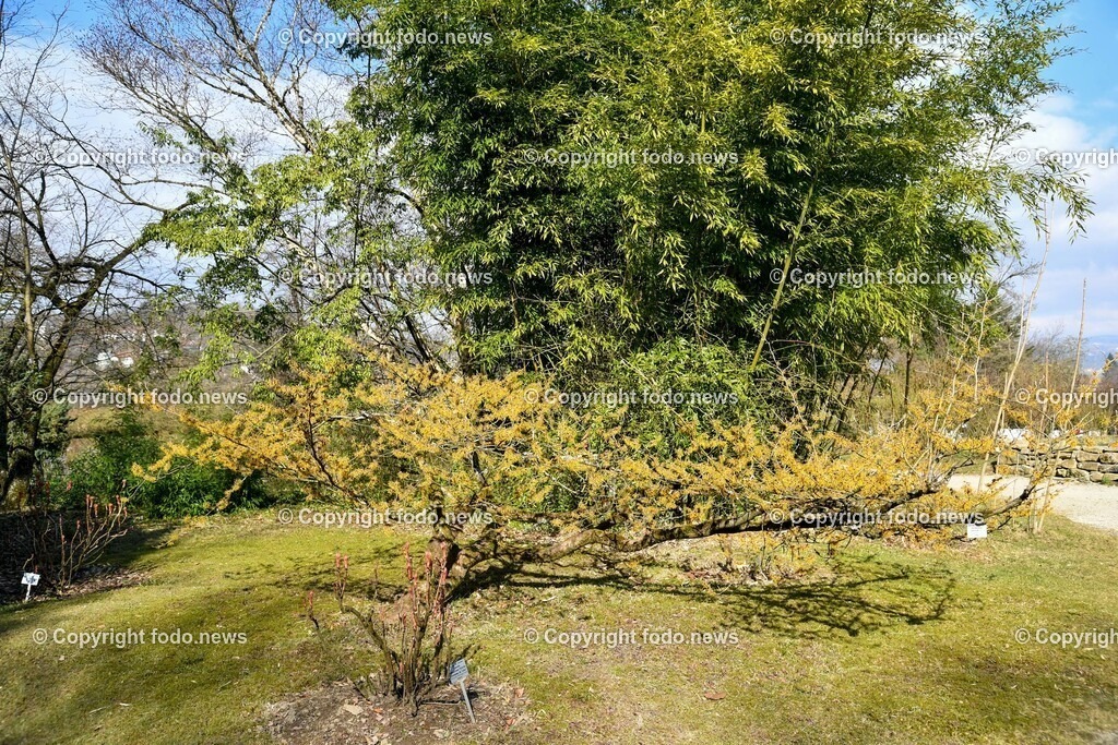 Botanischer Garten_ Friedrich Schwarz_ 08.03.2022-3 | 08.03.2022, Linz, AUT, Botanischer Garten Linz, im Bild Zaubernuss