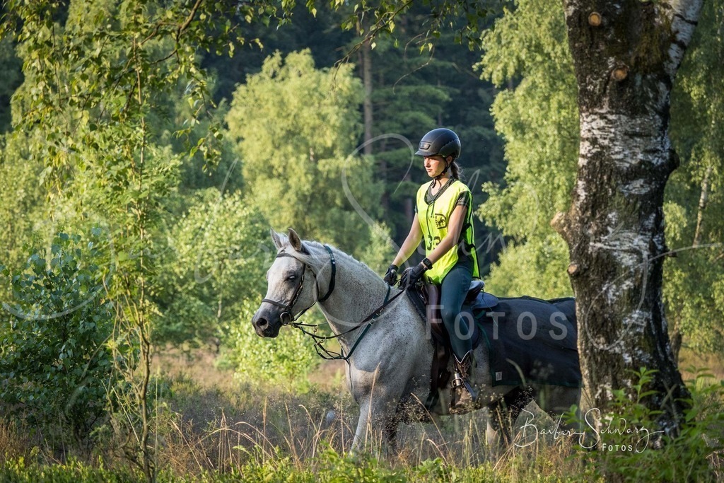 WehlenerHeide_2026-06-27_42 | Stimmungsvolle Fotografie von Pferden, fotografische Begleitung von Veranstaltungen, Golfturnieren und Distanzritten - Realisiert mit Pictrs.com