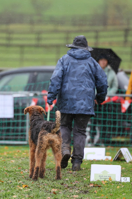 2025_Rally_Obedience_SM-224 | Ich fotografiere Hundeausstellungen, Sportanlässe, Zuchtstätten, Hundezucht, Hundeportrait, Lagotto - Realisiert mit Pictrs.com