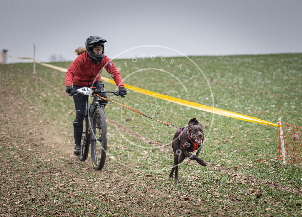 Pfotenfotografie_DV3A1088 | Hundefotografie, Tierfotograf, Pfotenfotografie, Fotoshooting Hund, Hunde Portrait, Hundesport, Hundeportraits, Heideshooting, Hunde, Sportfotograf, Hundefotograf, Turnierhundsport, THS,  - Realisiert mit Pictrs.com