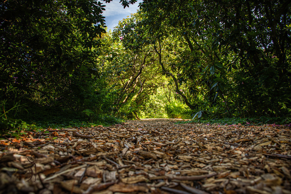 Path of Life | Holzisphotography, Landschaftsfotografie, Wildlifefotogorafie - Realisiert mit Pictrs.com