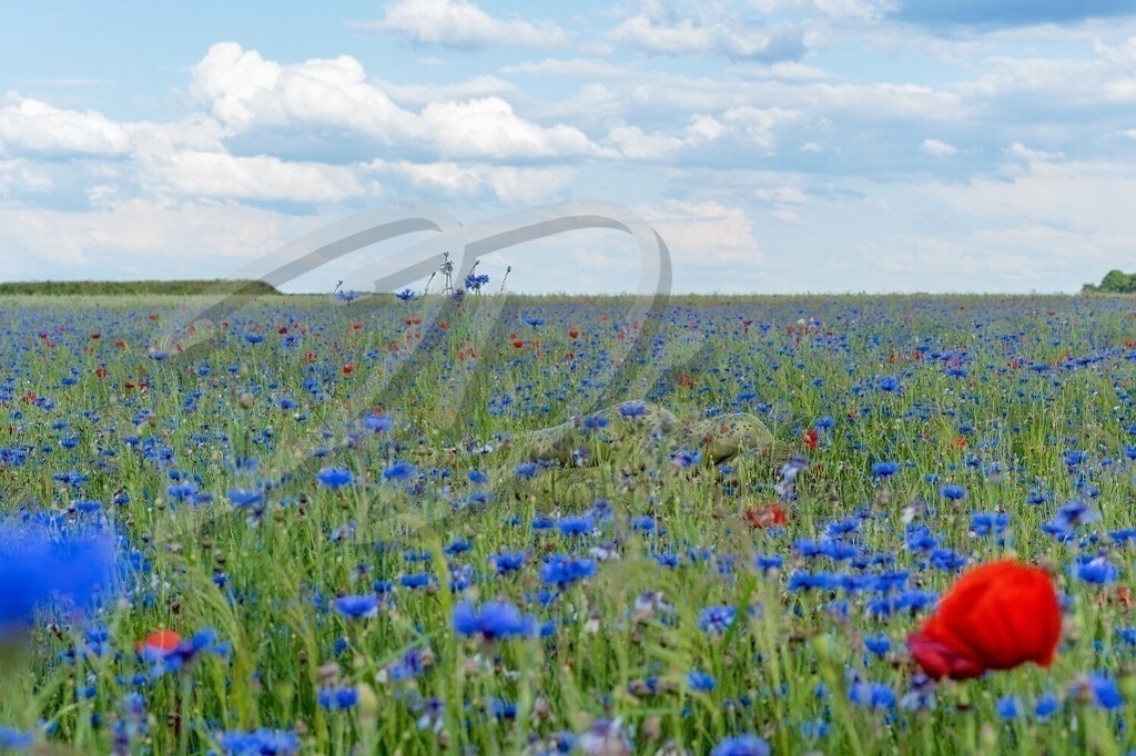 NatureArt-FLOWERBLUE_0072b | Blau soweit man sieht | #001 | Modell: Katey | Foto: Dennis Largo Schulz - Realisiert mit Pictrs.com