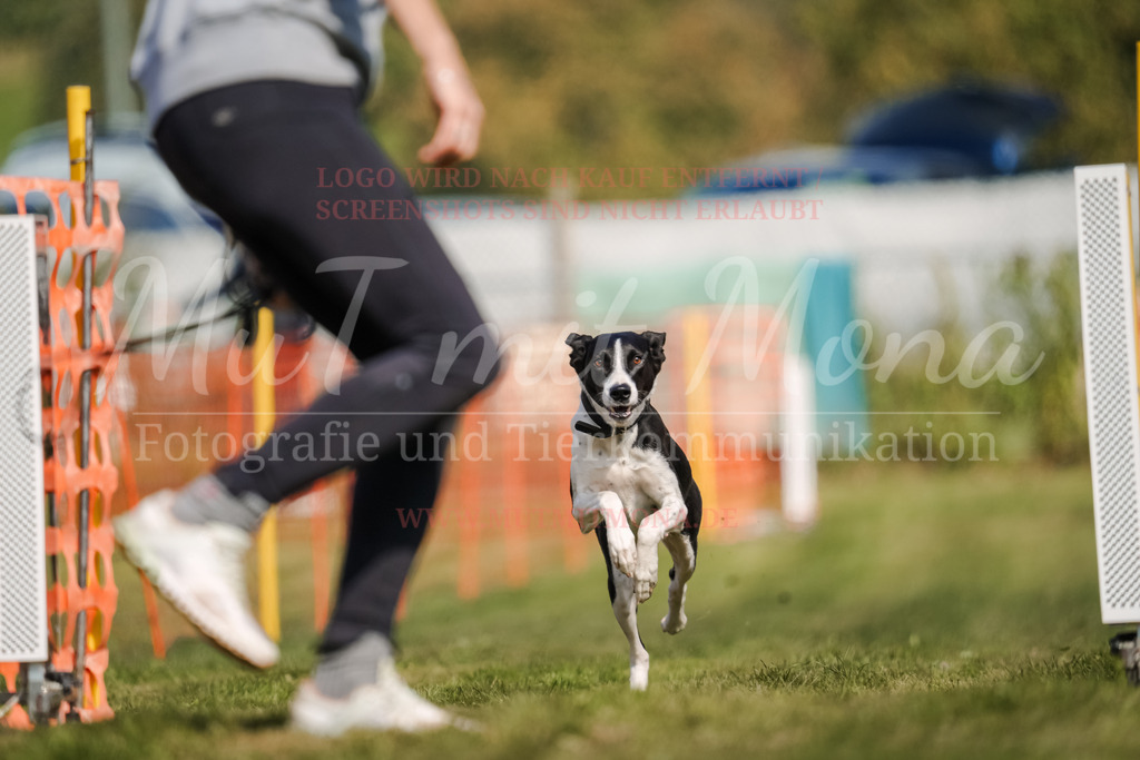 20250928_Hunderennen-535 | MuT (Mensch und Tier) mit Mona - Fotografie und Tierkommunikation - Realisiert mit Pictrs.com