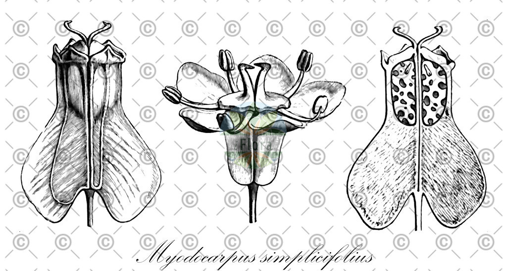 HistAbb_wfo-0000448113_2_ENZY_Simple | Historische Abbildung von Myodocarpus simplicifolius - Myodocarpaceae | Historical Illustration of Myodocarpus simplicifolius - Myodocarpaceae