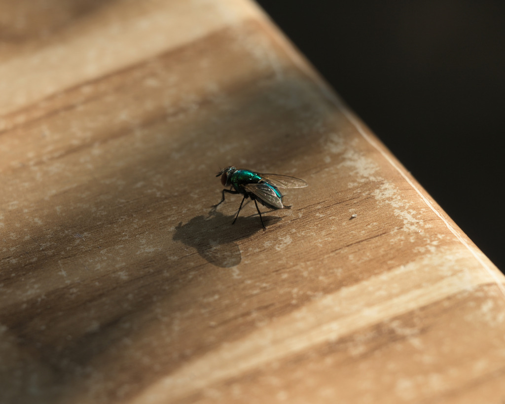 Z73_2989_lu | Freier Fotograf aus Itzehoe. Kontakt via instagram.com/f0t0kunst/ - Realisiert mit Pictrs.com