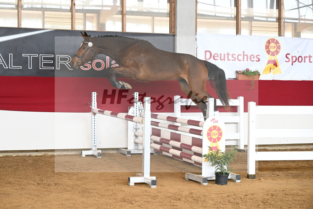 Kat-Nr. 39 Gina JJ v. Global Champion_Jungingerova_7250889 | hf-fotografie - Realizzato con Pictrs.com