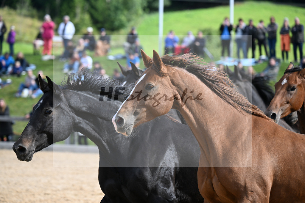Herde_34252122 | hf-fotografie - Realizzato con Pictrs.com