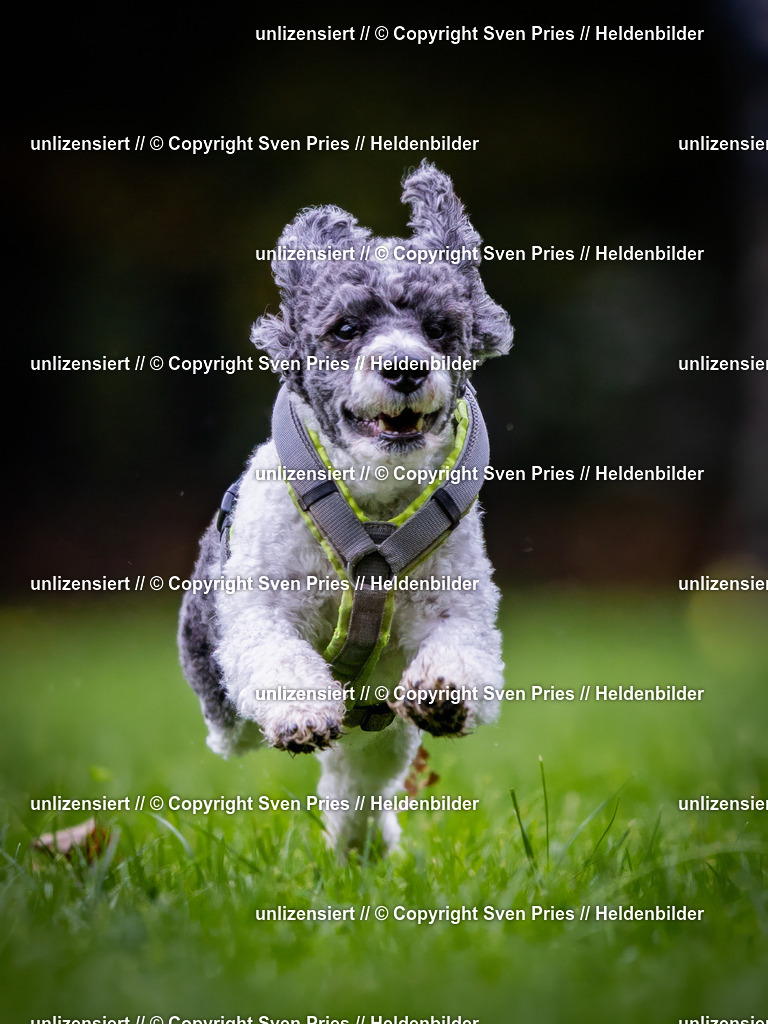 Sven Pries | 2024-10-19 - Hunderennen Ober-Grombach - Realisiert mit Pictrs.com