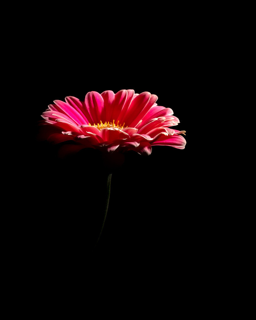 _DSC0196-2 | renerovisanfotoart.com