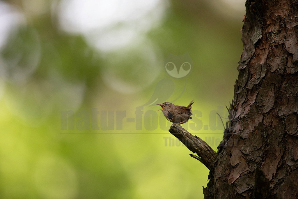 20210524105345-4 | Ein kleiner brauner Zaunkönig (Troglodytes troglodytes) sitzt auf einem Ast eines Baumes und singt mit weit geöffnetem Schnabel. Der Vogel ist scharf abgebildet, während der Hintergrund aus verschwommenem Grün besteht, was auf eine Waldumgebung im Frühling hindeutet. Die Rinde des Baumes ist auf der rechten Seite des Bildes sichtbar. - Realisiert mit Pictrs.com