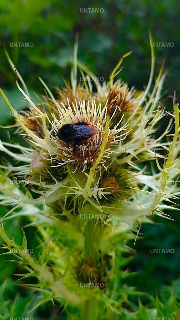 Biene in Distel | untamo - Realisiert mit Pictrs.com