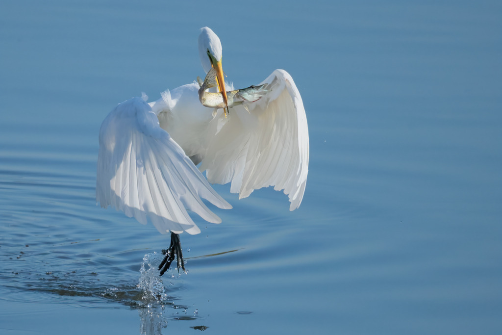 Wandbild - Silberreiher im Jagdglück: Ein majestätischer Fang | Dieses eindrucksvolle Bild zeigt einen Silberreiher (Ardea alba) im Moment des Fangs, wie er elegant aus dem Wasser aufsteigt. Der Reiher hält einen Fisch fest in seinem Schnabel, während seine ausgebreiteten weißen Flügel im Sonnenlicht leuchten. Die sanften Blautöne des Wassers und der Hintergrund schaffen eine ruhige und friedliche Atmosphäre, die die dramatische Szene des erfolgreichen Fangs perfekt ergänzt. Die Wassertröpfchen, die von seinen schwarzen Beinen spritzen, verleihen dem Bild eine dynamische Note und betonen die Bewegung des Vogels.
