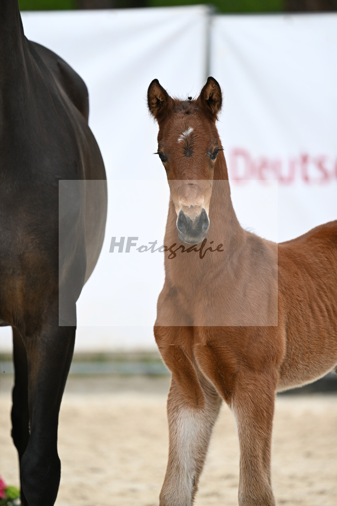 Kat-Nr. 35 HF Va Bene x Le Vivaldi_Wimmer_24260624 | hf-fotografie - Realisiert mit Pictrs.com