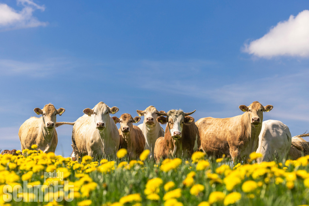 PS-Tiere-2026-77 | Entdecke die größte Bildgalerie der Region mit Fotografien aus dem Allgäu, der Bodenseeregion, Oberschwaben, dem Donautal und der Schwäbischen Alb. Landschaften, Luftaufnahmen und Reisefotografie als Wandbild und Fotokunst. - Realisiert mit Pictrs.com