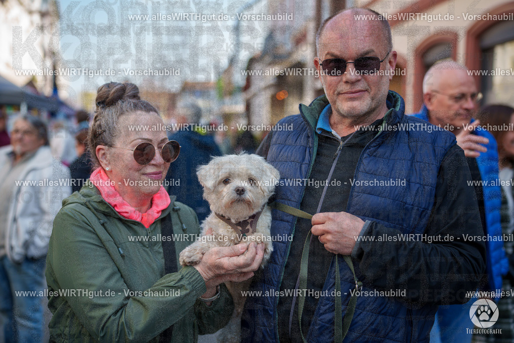 Pfötchenmarkt Nettetal-Lobberich 2026 - Nettetal-Tag - Daniel Wirth - www.allesWIRTHgut.de - @allesWIRTHgut_Tierfotografie 7R508119 | Professionelle Tierfotografie in Mönchengladbach von Daniel Wirth (allesWIRTHgut). Liebevolle & natürliche Bilder von Hunden & Katzen für unvergessliche Erinnerungen.