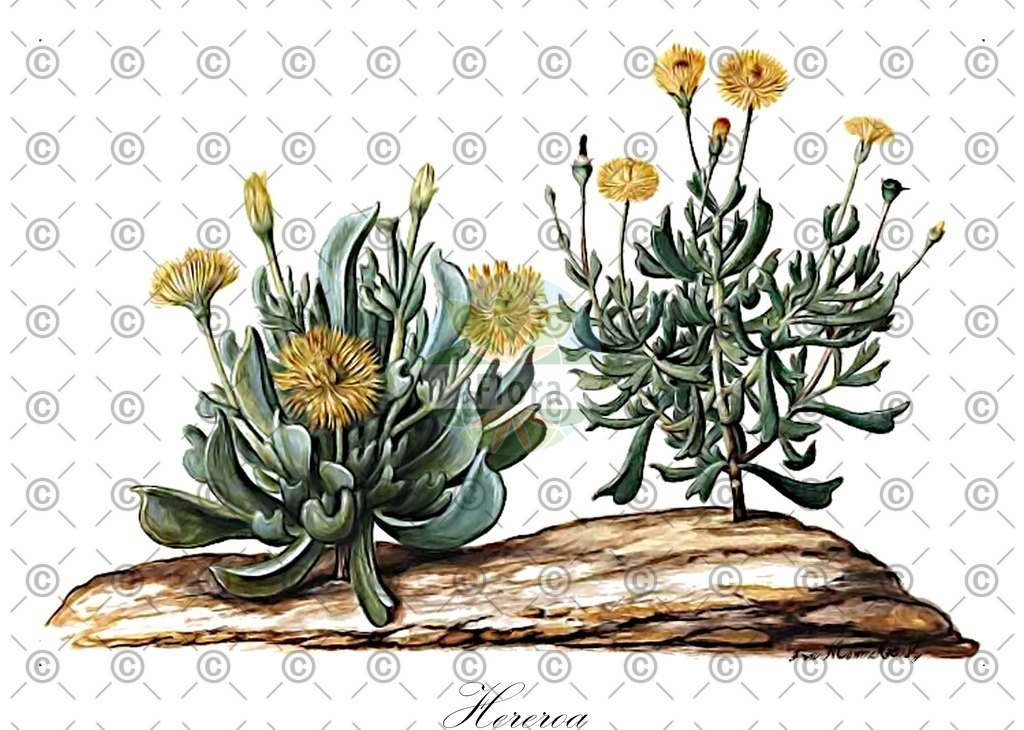 HistAbb_wfo-0000720286_2_ENZY_Simple | Historische Abbildung von Hereroa - Aizoaceae | Historical Illustration of Hereroa - Aizoaceae