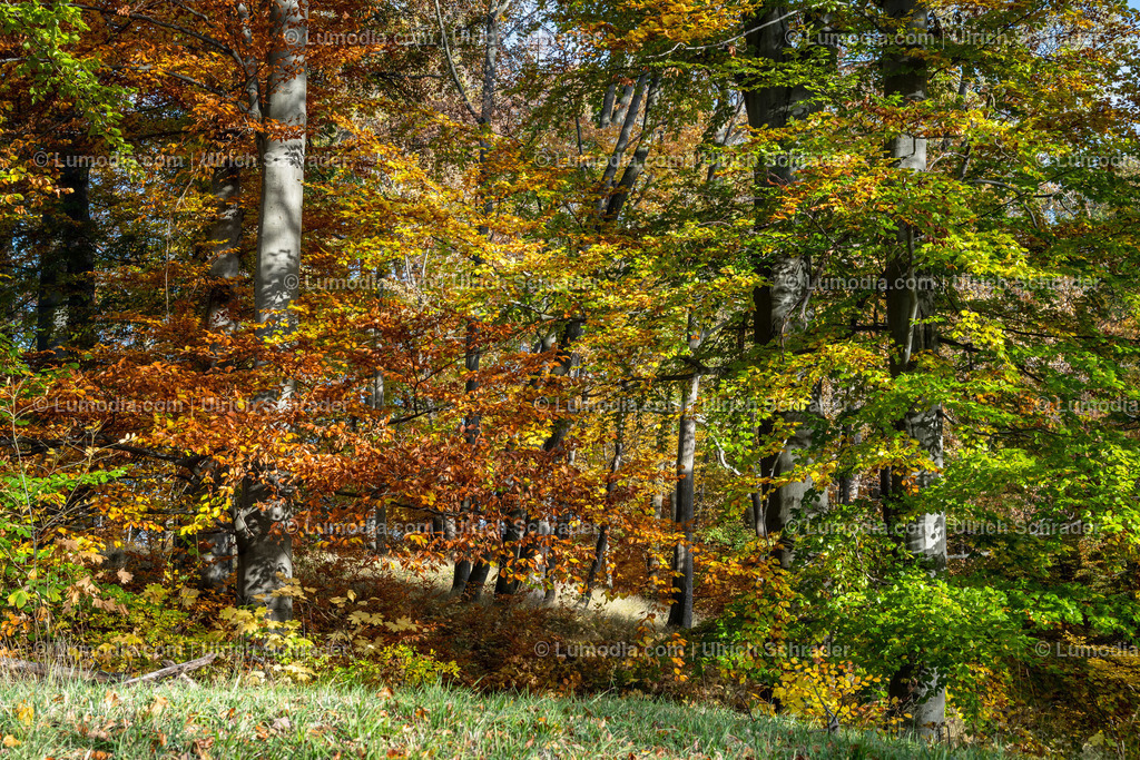 10049-12628 - Schloßpark Ilsenburg im Harz | Stockfoto und Bilderpool mit Bildmaterial aus Deutschland, dem Harz, Halberstadt, Quedlinburg, Wernigerode und weltweit. Qualitativ hochwertige und professionelle Fotos anschauen und kaufen. - Realisiert mit Pictrs.com