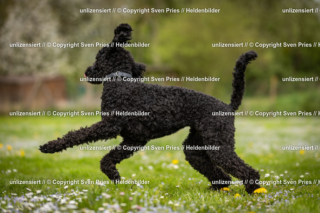 Sven Pries | 2025-04-13 - Hunderennen Baden-Baden - Realisiert mit Pictrs.com