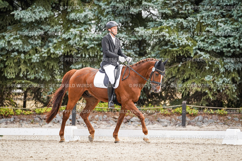 DSC01530 | Pferdegrafie