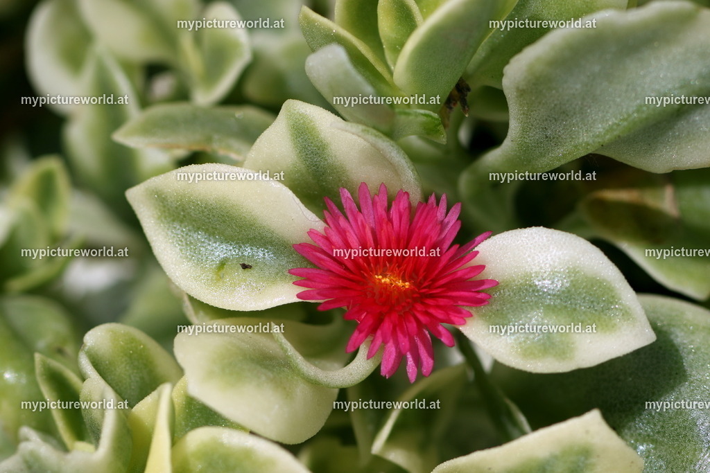 Eiskraut-002 | Das Bilderarchiv über Tiere, Planzen und Landschaften. In der Bilddatenbank finden Sie ein große Auswahl an hochwertigen Bilder für Ihre Werbung - Realized with Pictrs.com