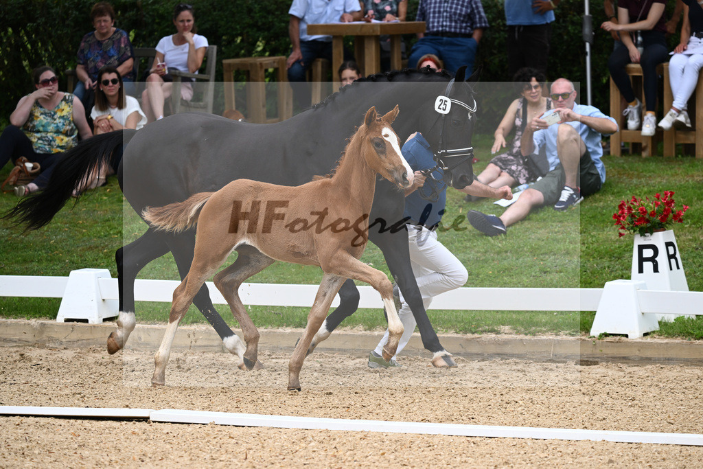 Kat-Nr. 25 SF DSP Va Bene x Ferro_Pfaffenbichler_27230395 | hf-fotografie - Realisiert mit Pictrs.com