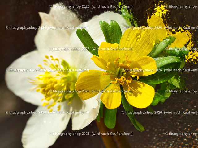 titusgraphy_P3034783-vz-ln - Kopie | titusgraphy-shop: Geschenkideen mit Qualitätsfotos. titusgraphy-shop: gift ideas with quality photos. titusgraphy-shop: idées cadeaux avec photos de qualité.  - Realisiert mit Pictrs.com
