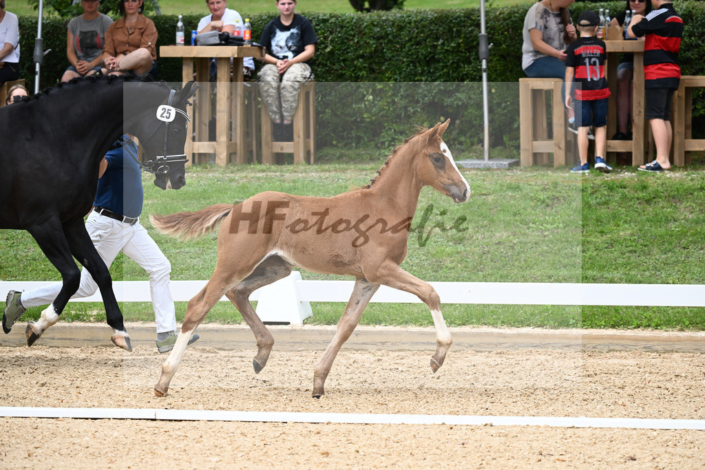 Kat-Nr. 25 SF DSP Va Bene x Ferro_Pfaffenbichler_27230405 | hf-fotografie - Realisiert mit Pictrs.com