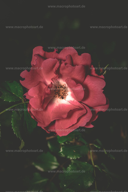 Rose | eine Blüte einer wilden Rose. - Realisiert mit Pictrs.com