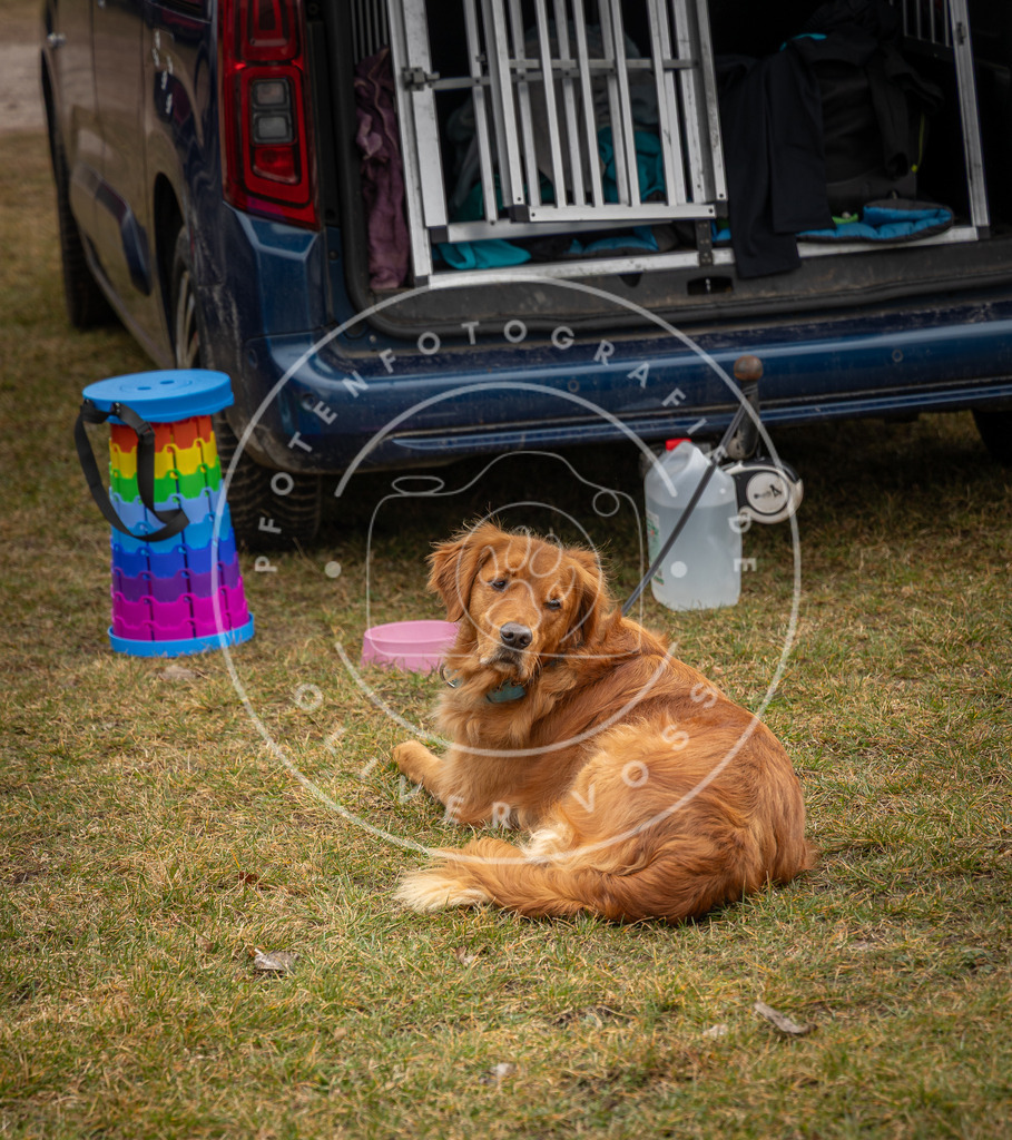 0L8A9078 | Hundefotografie, Tierfotograf, Pfotenfotografie, Fotoshooting Hund, Hunde Portrait, Hundesport, Hundeportraits, Heideshooting, Hunde, Sportfotograf, Hundefotograf, Turnierhundsport, THS,  - Realisiert mit Pictrs.com