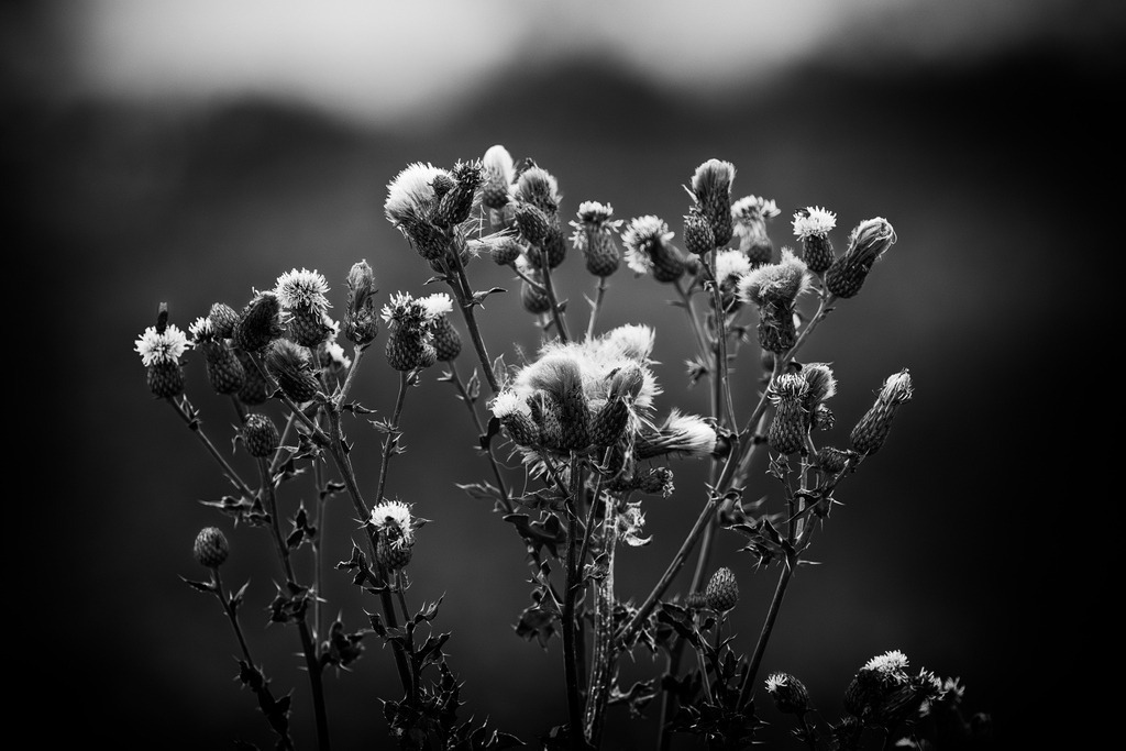 2025_07_09_FEHMARN-LEUCHTTURM+SCHMETTERLINGE_MCP8804 sw | Hochwertig gedruckte Fotografien für die Wand, als Kalender und zum Verschenken. Hamburg & Norddeutschland und überall wo ich mit der Kamera unterwegs war.