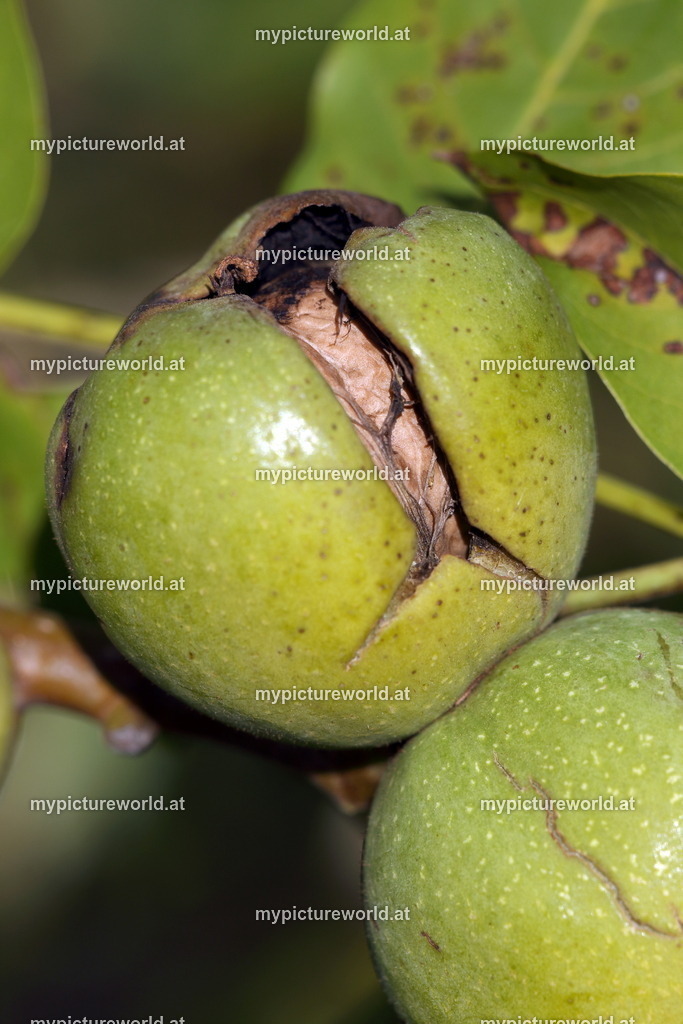 Walnuss-005 | Das Bilderarchiv über Tiere, Planzen und Landschaften. In der Bilddatenbank finden Sie ein große Auswahl an hochwertigen Bilder für Ihre Werbung - Realisiert mit Pictrs.com