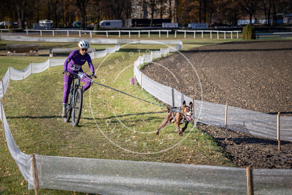 CaniXpix_DV3A5164 | Hundefotografie, Tierfotograf, Pfotenfotografie, Fotoshooting Hund, Hunde Portrait, Hundesport, Hundeportraits, Heideshooting, Hunde, Sportfotograf, Hundefotograf, Turnierhundsport, THS,  - Realisiert mit Pictrs.com