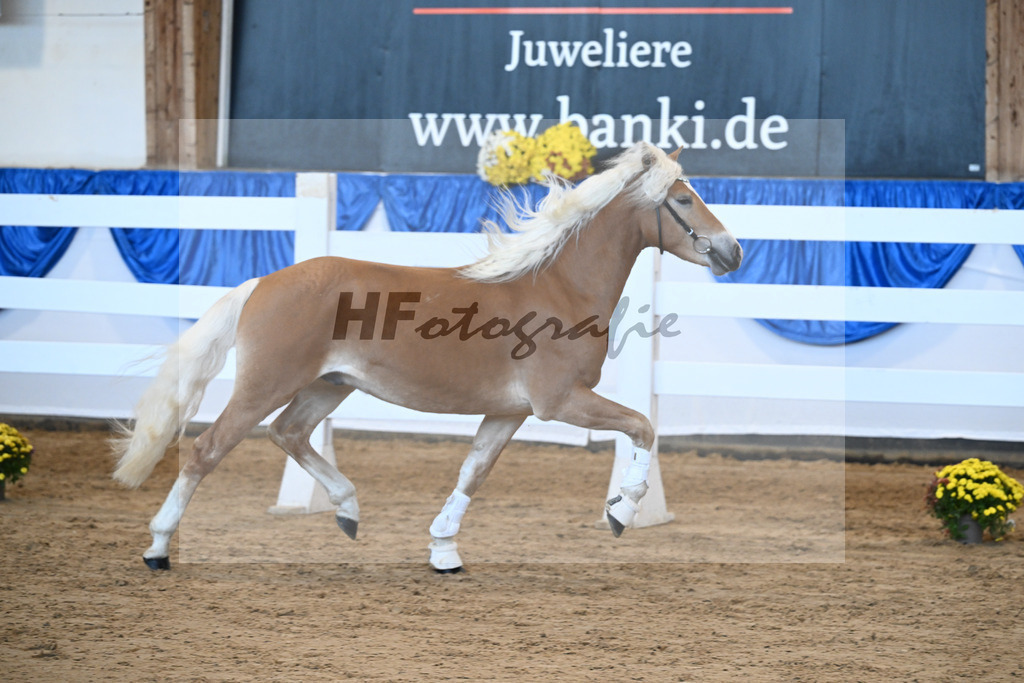 Kat-Nr. 25 Bandit v. Barios_Haflingergestuet Meura_48250515 | hf-fotografie - Realisiert mit Pictrs.com