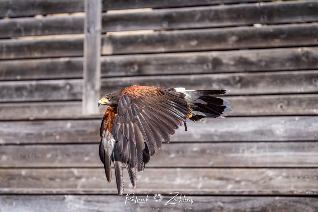 Kreuzenstein-Zöchling (23 von 46) | Mein Name ist Patrick Zöchling. Auf dieser Website siehst Du meine Projekte als Fotograf und kannst Dir Deine Fotos in Galerien ansehen und herunterladen. Über einen Webshop kannst Du Bilder ausarbeiten, auf T-Shirt drucken usw. - Realisiert mit Pictrs.com